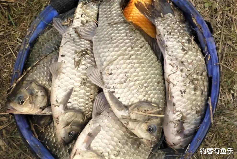 饵料|天热钓鱼，小杂鱼闹窝太烦人，做好3点，大鱼到，小鱼跑