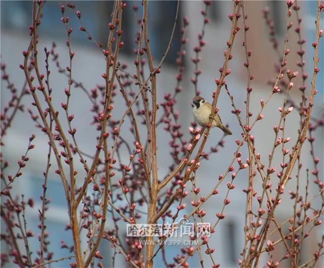哈尔滨新闻网 周日气温升天气晴，珍惜这一天｜下周又降温#超多美图的天气预报