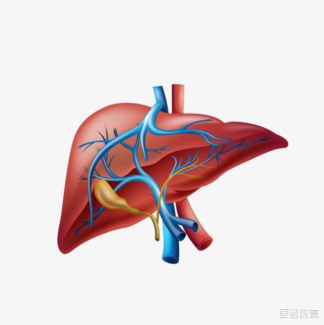 医者良言 养肝最好的方式是什么？