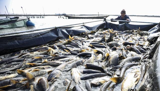 渔民|渔民捕获“神秘大鱼”，价值30万美元，钓鱼人也要留意了