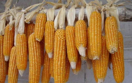 玉米|用玉米野钓,总是没有鱼口,还真不一定是玉米的问题