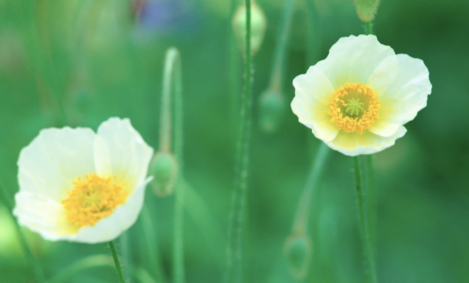 生肖夜梦|9月，旧爱重逢，徘徊不前，3生肖情意再起，泛起涟漪，心动似最初