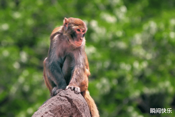 运势|一家人有哪些生肖，7月下旬会好运照拂，福自天降，事业运势如虹