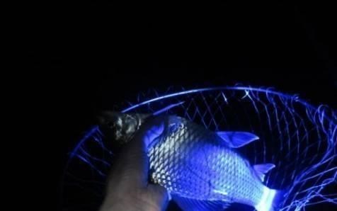 |夏季夜钓，关键不是怎么钓鱼，不是钓多少鱼，而是注意7点！