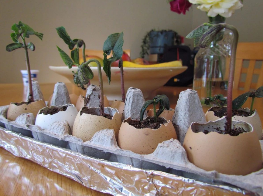 这种厨房垃圾不能扔，加工后养花，比花钱买的肥还温和好使