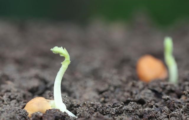 家有二宝育儿|16株活体!杭州海关截获仙人掌和粉蚧 如何应对海外入侵物种?