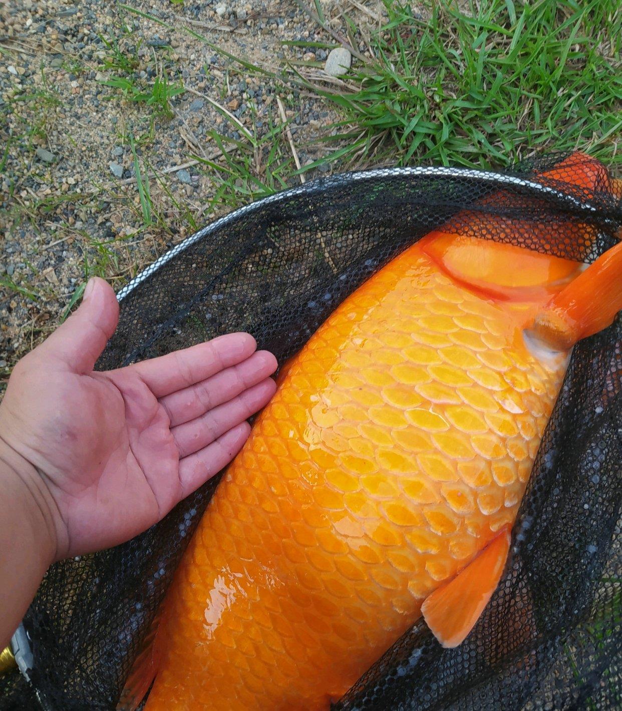 浙江省|浙江钓鱼人钓起罕见的“大型红鲤鱼”，钓鱼人：太漂亮，舍不得吃