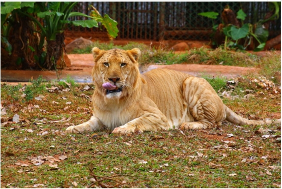 化石 美国一狮虎兽重达408公斤，刷新了世界纪录，它为何能长这么大？