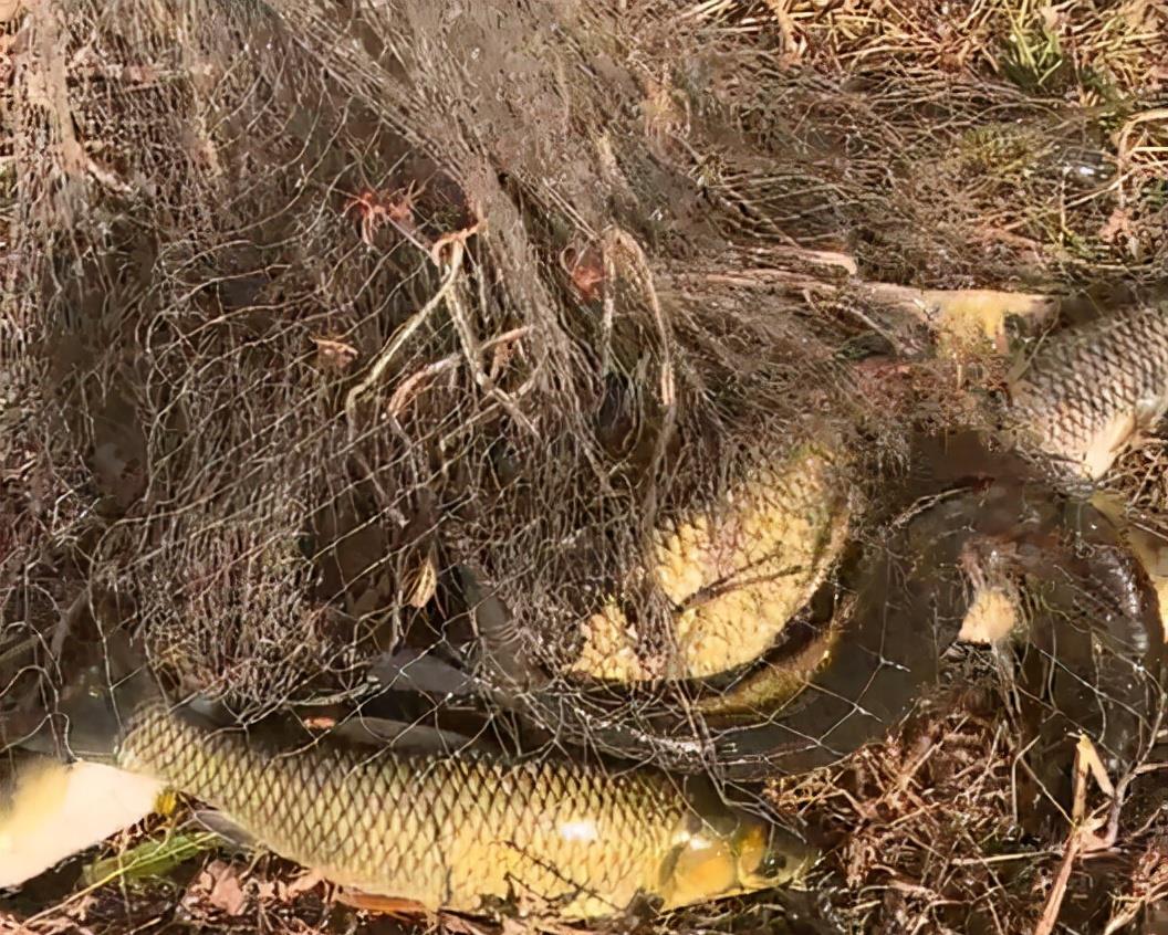 山东省|山东一男子因钓不到鱼，便撒网抓了几十条，网友：钓鱼人绝不走空