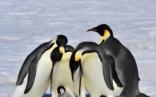 鲨齿龙 为啥喜鹊窝不怕雨雪？“高层别墅”的败絮其外，金玉其中