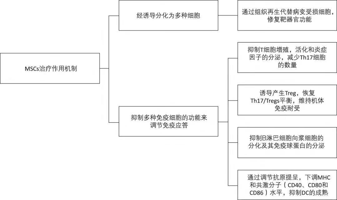 干细胞移植在治疗各种自身免疫性疾病中的研究进展