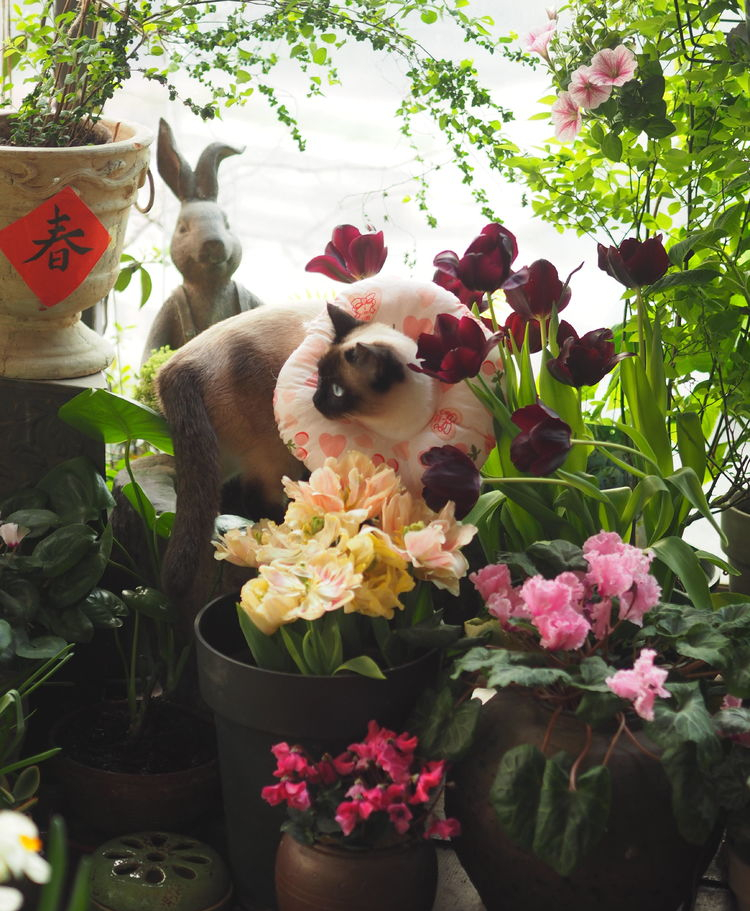 7㎡小阳台，改造成19楼的空中小花园，天天宅在家不想出门了