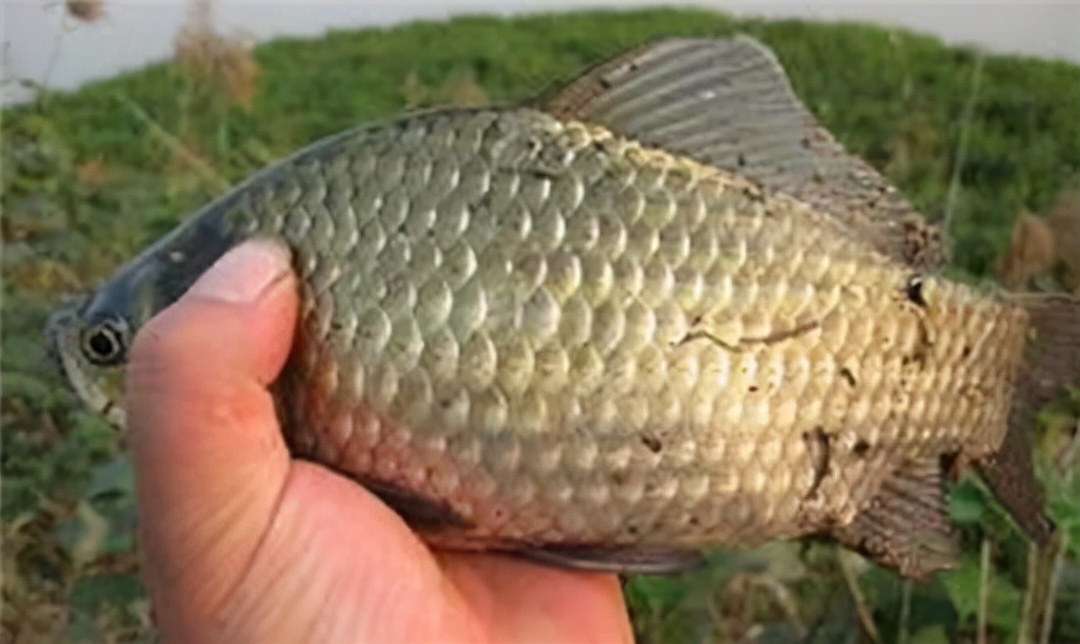 饵料|冬季钓鱼，这几种诱钓一体的钓法，不需要打窝即可直接垂钓