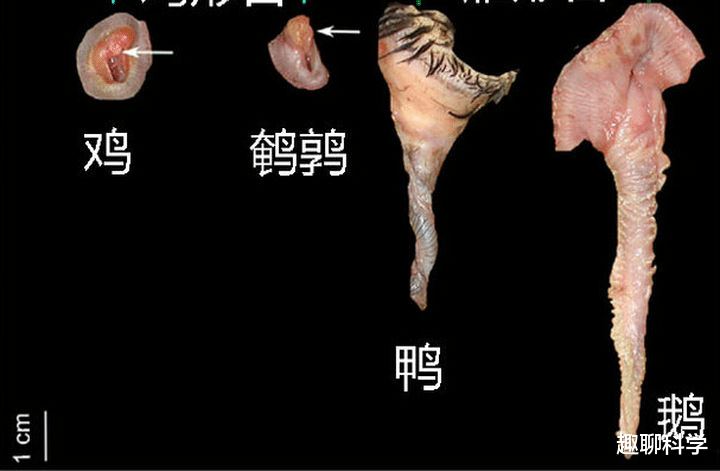 未受精还天天下蛋,鸡怎么就沦为下蛋机器?鸡的BUG被人类利用了