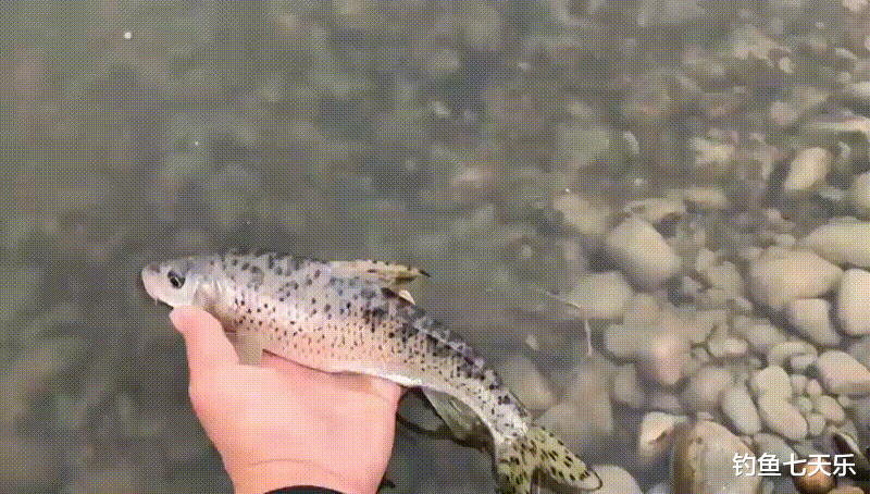 重庆|一天只能钓5斤鱼！重庆垂钓新规出台，钓鱼爱好者要注意了