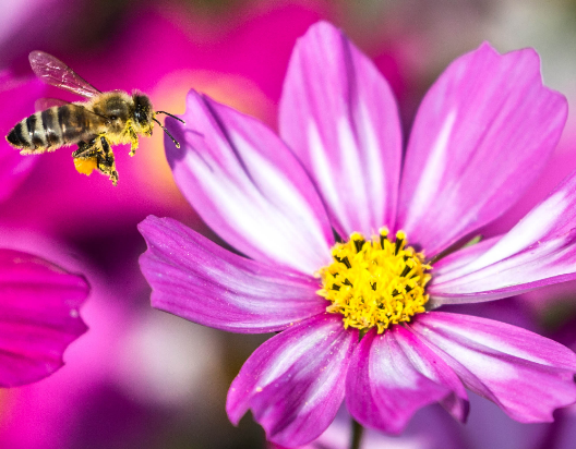 舜网 未来3个月，爱情甜蜜，生活顺风顺水，财源滚滚的生肖