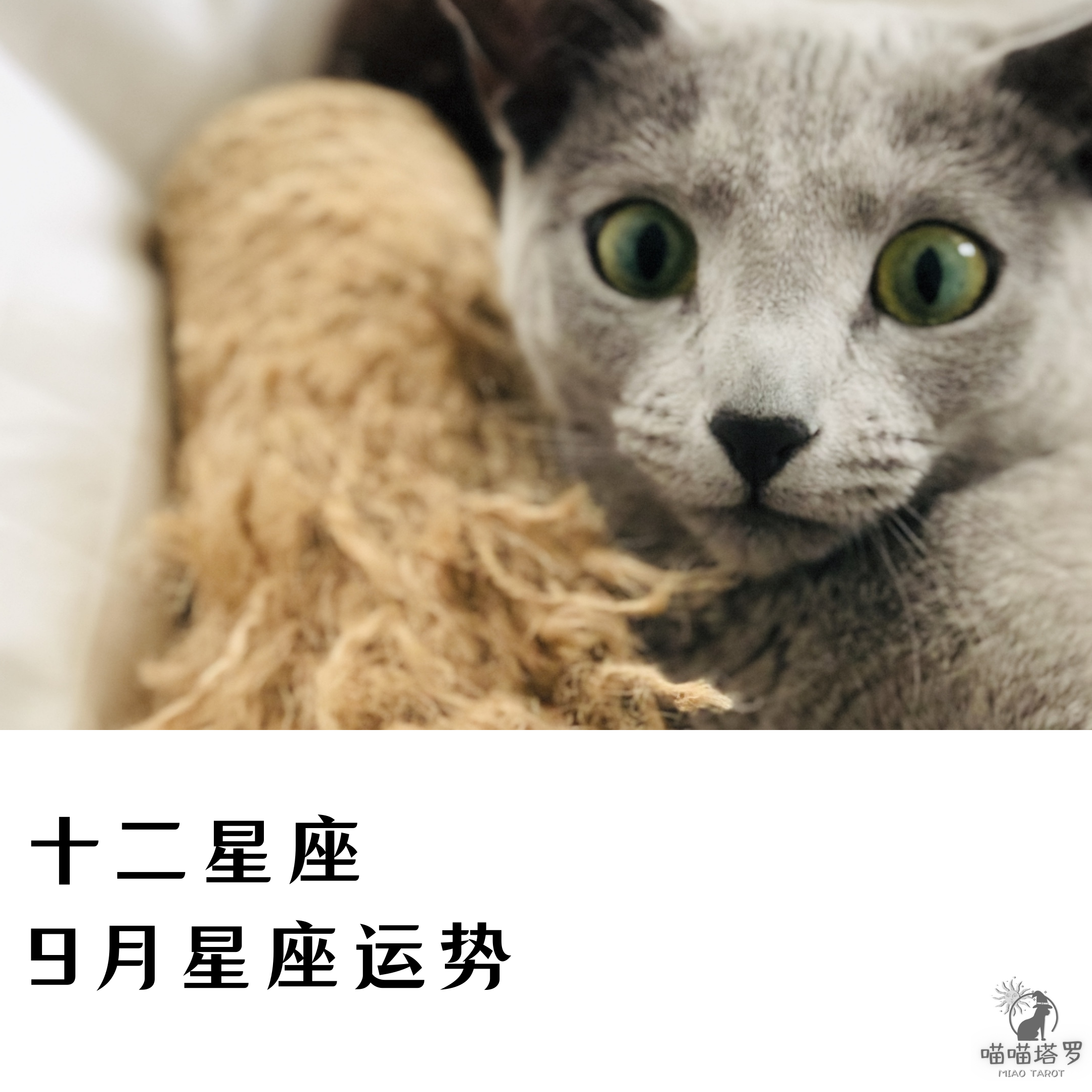 喵喵的塔罗|十二星座九月星座运势，天秤天蝎射手摩羯水瓶双鱼篇