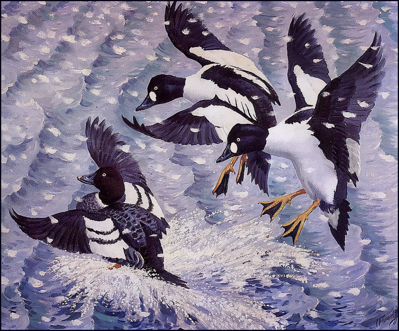 英国查尔斯.图尼克利夫(Charles.Tunnicliffe)禽鸟水彩画