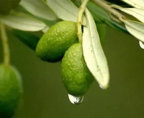 农药|农药助剂品种很多，有机硅、植物油、矿物油，哪个效果好？