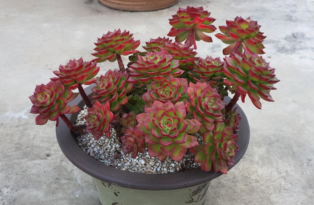 植萌|蒂亚多肉能不能红起来，就看这个秋天了