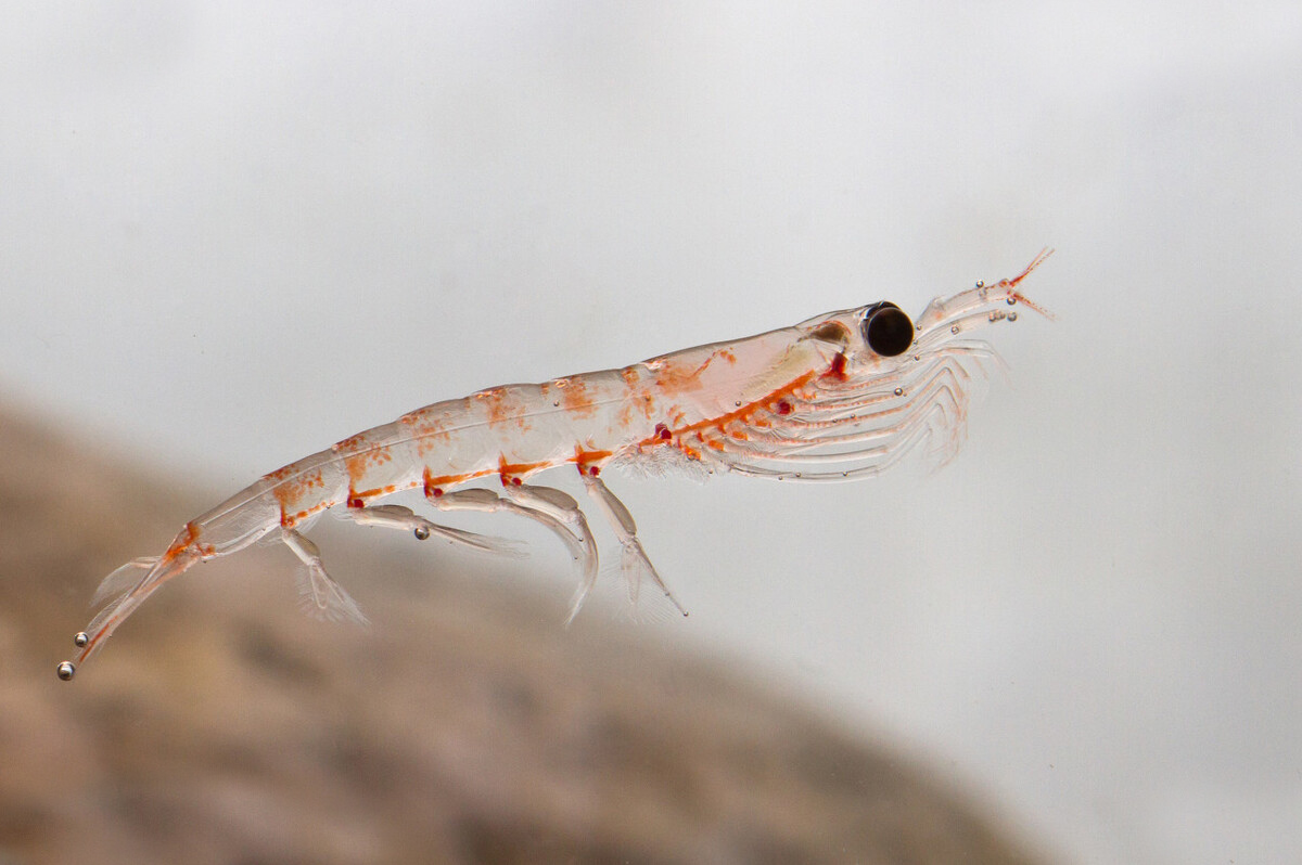 南极 南极发现“人类食品库”！估计有5亿吨，为何不需要担心被吃光