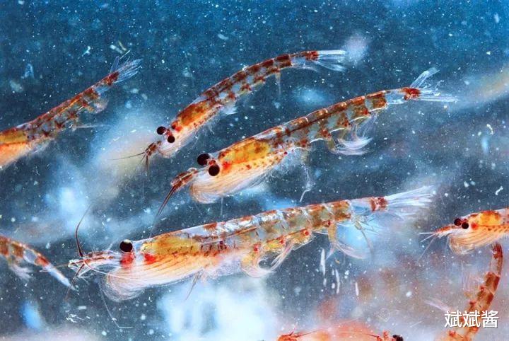 海洋生物 每年被海洋生物和人类吃掉的鳞虾达2亿吨，为何它还没灭绝？