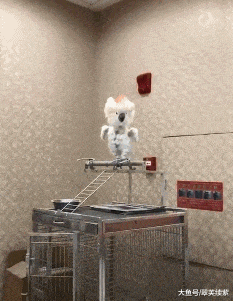 |“不考虑收入和面子，你最想做什么职业？”哈哈哈网友的回复太精辟了！