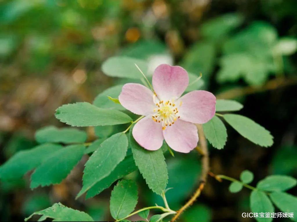 GIC珠宝鉴定师媛媛 100年前的颤动式珠宝,欧洲贵妇靠它争夺C位,璀璨夺目引领新时尚