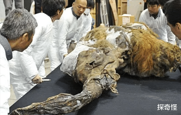 驯鹿 青藏高原地区“冻土消融”,发现33余种远古病毒,专家:潜在威胁