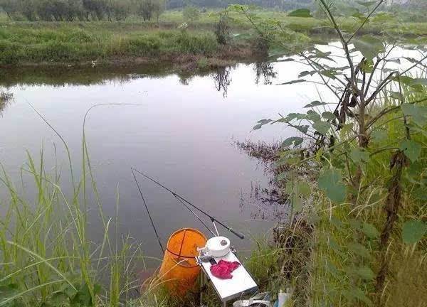 隐翅虫|除了蛇、蚁、蚊，这种昆虫，也是野外钓鱼人的大敌