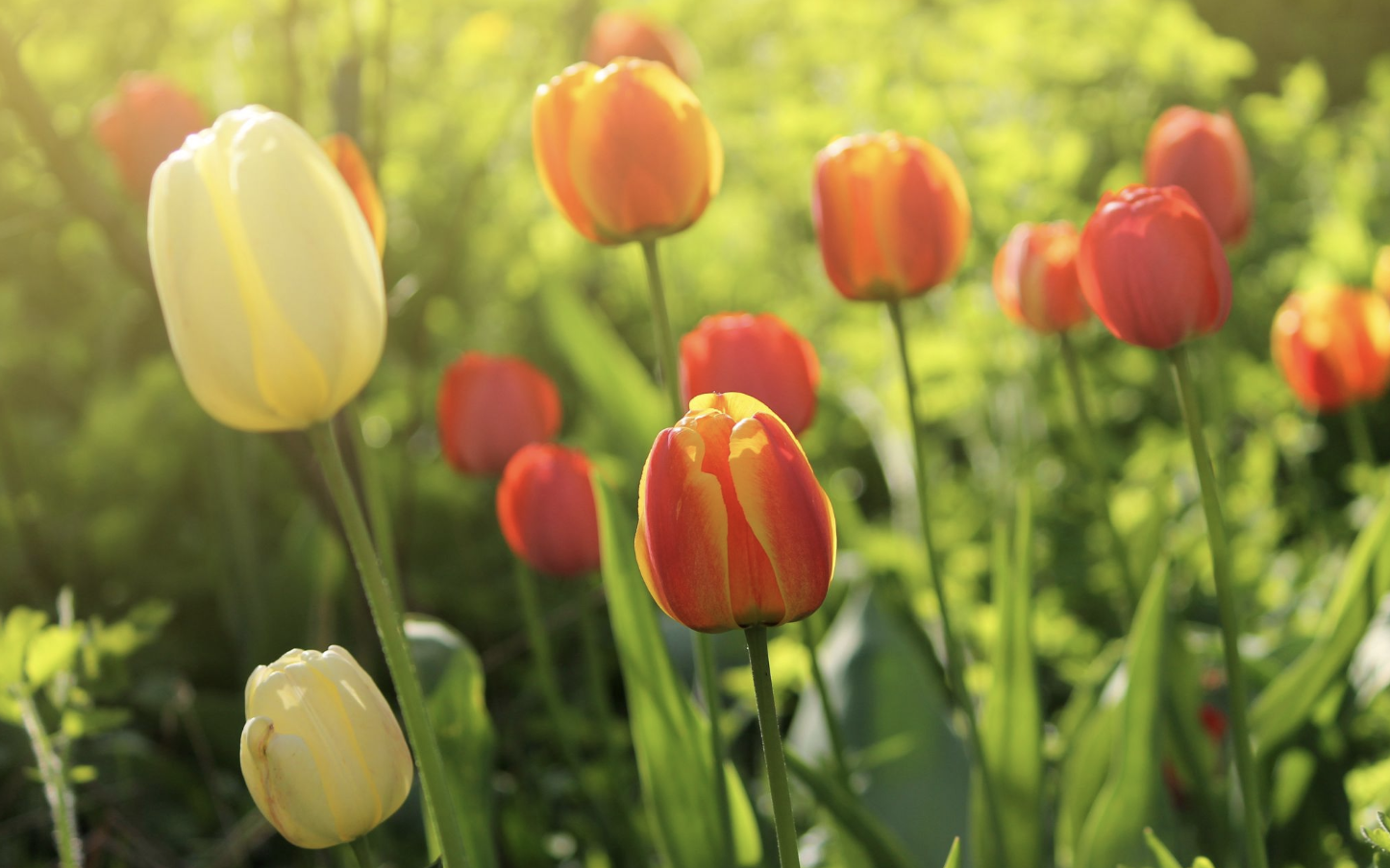 运势|11月，人逢喜事，运势如虹，3大生肖有钱又有爱，职场情场双丰收