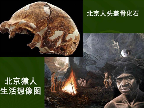 50万年前，北京猿人没能爬到食物链顶端，却成了蚕食同类的恶魔