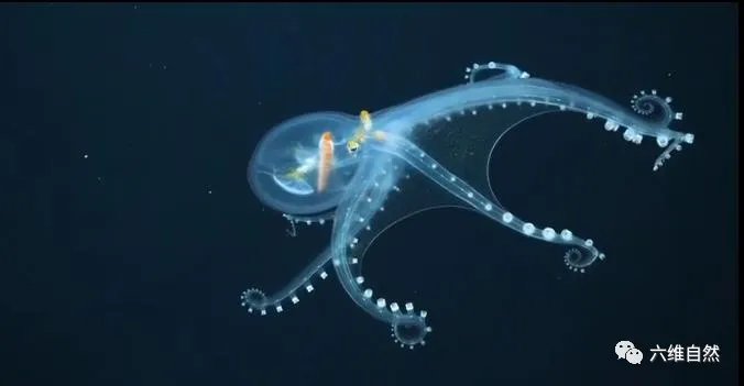 章鱼 太平洋发现一只罕见的章鱼,全身几乎透明,连肚子中猎物都能看清