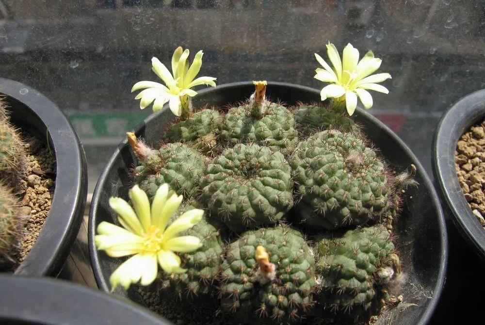 种上阳台|误以为仙人掌很难开花，凑齐“4个条件”，开花一点不难！