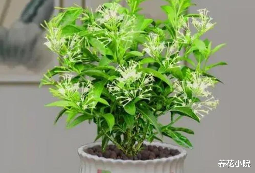 6种漂亮花卉，影响健康和睡眠，不适合养在卧室