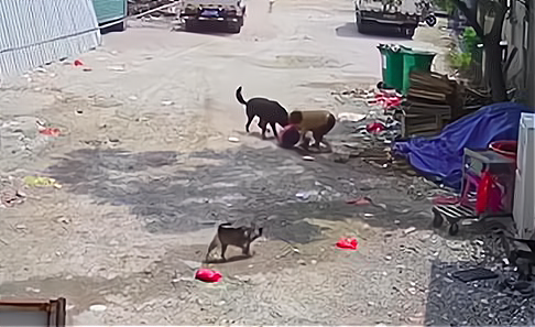  狗还活着！71岁老太被“老板恶犬”咬死：路过司机“冷漠”离开！