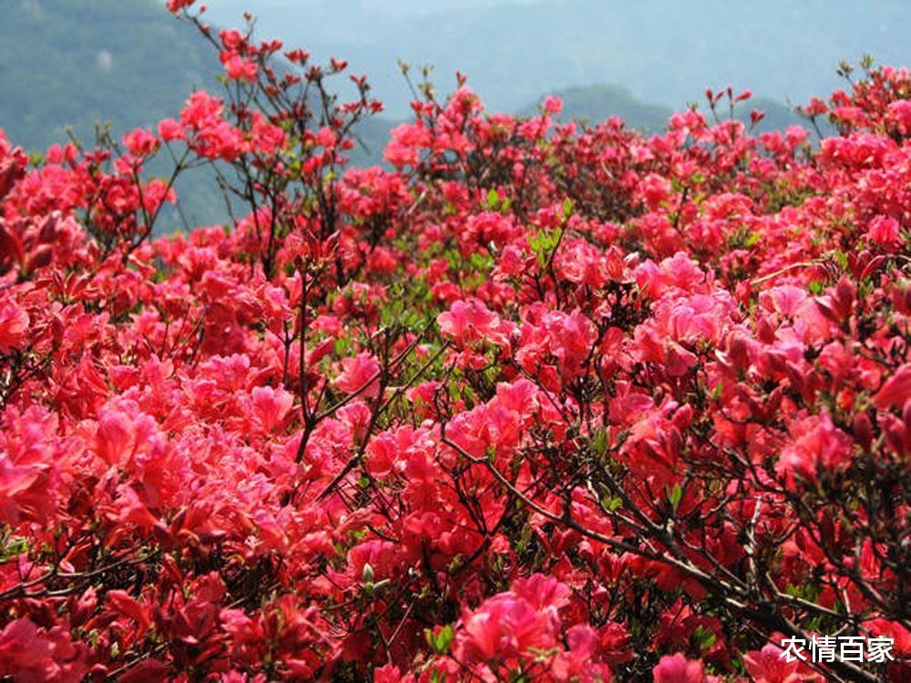农情百家 几十年前不理睬，如今老桩价值高，若在山中遇到它，一定要珍惜