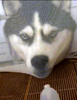 风云视角|搞笑GIF: 这就是富婆的快乐吗