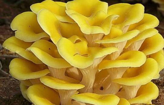 爱吃醋的小蓝孩儿 孕妇可以吃玉皇菇吗?玉皇菇不宜和什么一起吃?