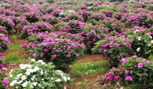 山东省 山东小众的“石头古村”，不要门票，是“山东最美村镇”