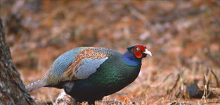 阳光语言矫正说|古人常说：上岸甲鱼莫伸手，下山野鸡不能追，这句话值得我们深思