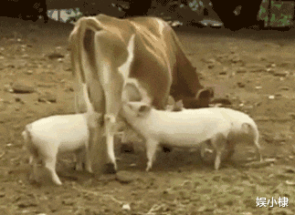  如果可以在地球全人类的脑海里播放一句话，你会说什么？