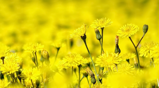 生态环境保卫者|天蝎座:喜欢克服困难,获得转化和蜕变,饱尝人生的高低起伏