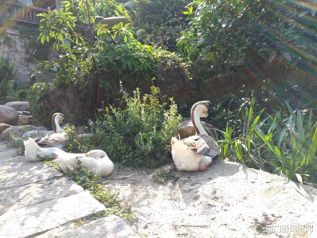 厦门所见所闻 厦门植物园拥有7000多种植物,而在新碑林山顶还有2只大鹅和1只鸭