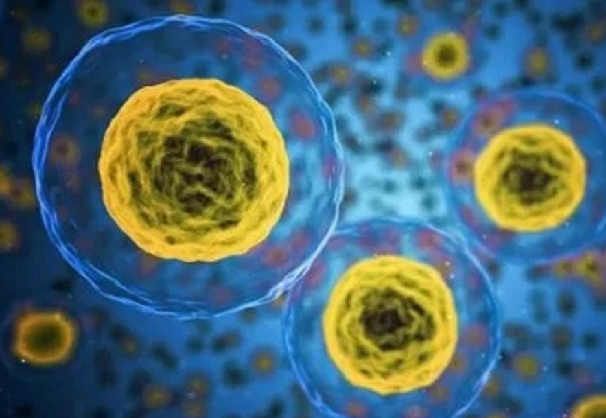 考拉|世界上“最懒的动物”：12年交配一次，可7年不吃不喝不运动