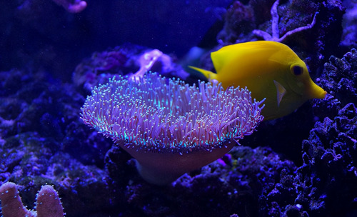 舜网 这种“菊花”生长在海底，别看它外表无害，实则是一种凶猛生物