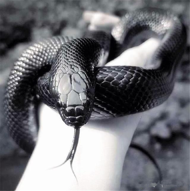  蛇中之王：自然界存在的八大王蛇，谁更厉害一些？