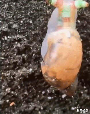 科学家 35张活久未见的照片，两只袋鼠打架太像人，一只勒住另一只大脖子