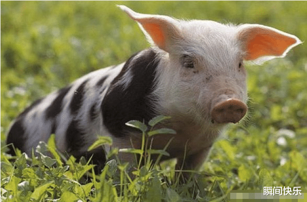 瞬间快乐|生肖猪“六合贵人”是谁？抓住这2个人，助你前程似锦，锦鲤翻身