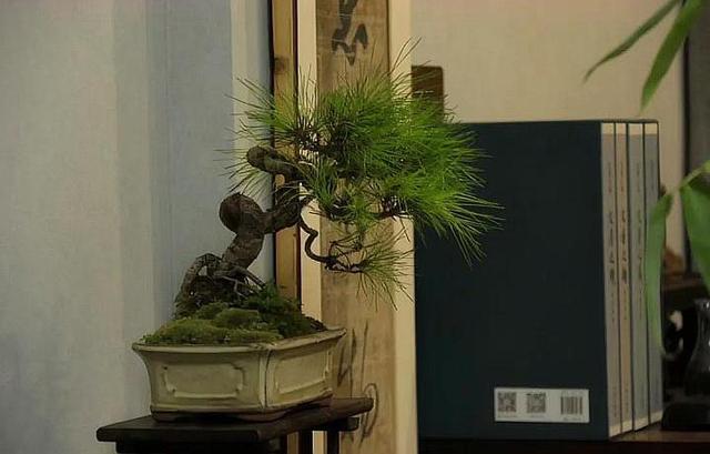 小王话红木|古代文人书房如何布置？沉浸其中，不亦乐乎！